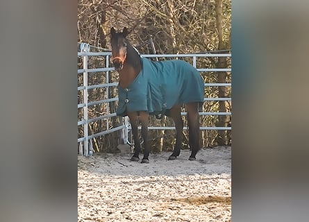 Irish Sport Horse, Mare, 8 years, 15,3 hh, Brown