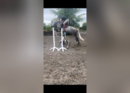 Irish Sport Horse, Mare, 8 years, 16,1 hh, Gray