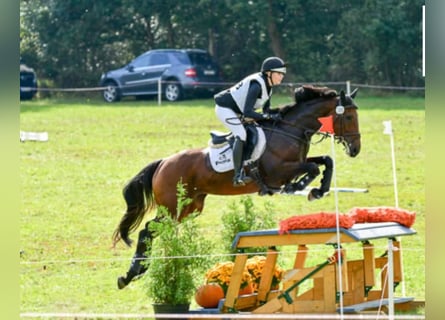 Irish Sport Horse, Stute, 8 Jahre, 16,2 hh, Brauner