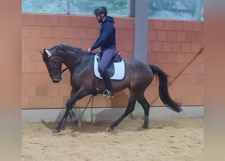 Irish Sport Horse, Stute, 8 Jahre, 16 hh, Brauner