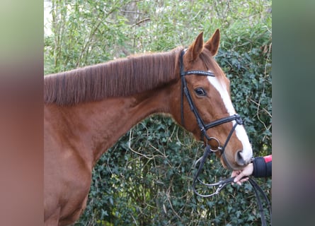 Irish Sport Horse, Mare, 8 years, 16 hh, Chestnut