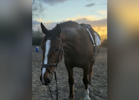 Irish Sport Horse, Mare, 8 years, 16,1 hh, Chestnut