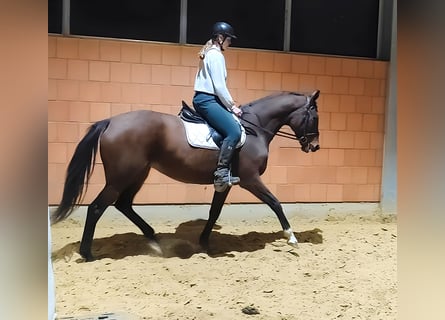 Irish Sport Horse, Mare, 9 years, 16,1 hh, Brown