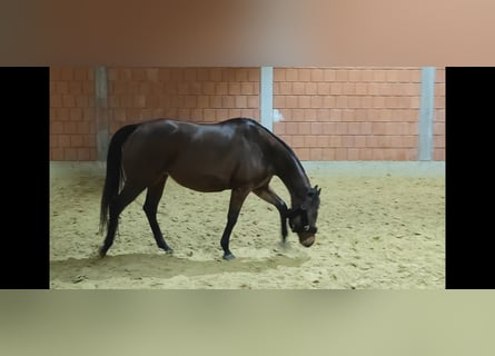 Irish Sport Horse, Mare, 9 years, 16 hh, Brown