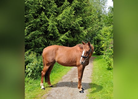 Irish Sport Horse, Mare, 9 years, 16 hh, Chestnut-Red