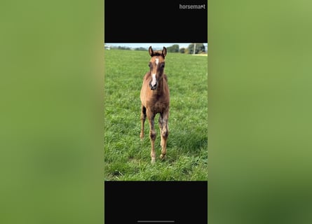 Irish Sport Horse, Mare, Foal (06/2025), 16.1 hh, Chestnut