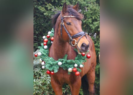 Irish sport horse, Merrie, 11 Jaar, 154 cm, Bruin