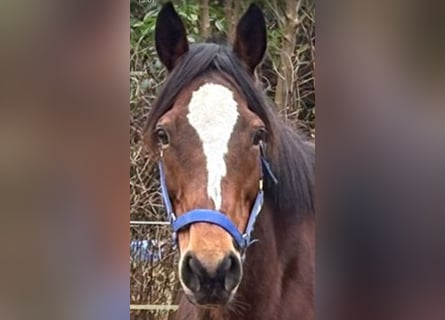 Irish sport horse, Merrie, 11 Jaar, 160 cm, Bruin