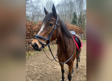 Irish sport horse, Merrie, 11 Jaar, 160 cm, Bruin