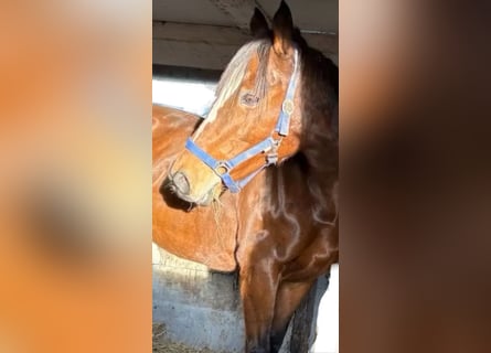 Irish sport horse, Merrie, 11 Jaar, 160 cm, Bruin
