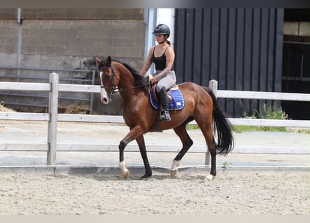 Irish sport horse, Merrie, 11 Jaar, 160 cm, Bruin
