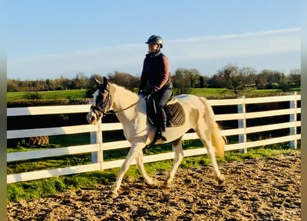 Irish sport horse Mix, Merrie, 12 Jaar, 155 cm, Gevlekt-paard