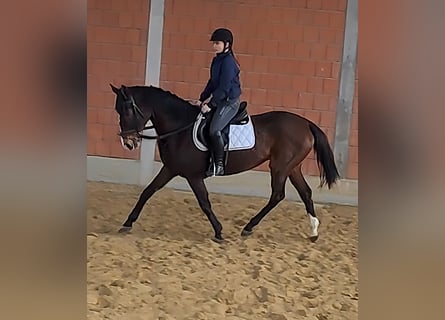 Irish sport horse, Merrie, 12 Jaar, 158 cm, Bruin