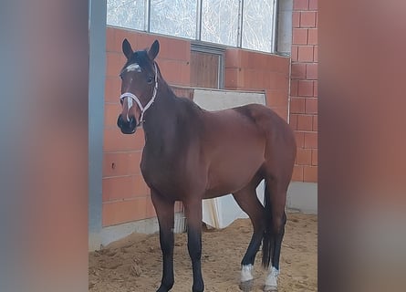Irish sport horse, Merrie, 12 Jaar, 165 cm, Bruin