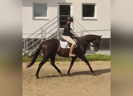 Irish sport horse, Merrie, 12 Jaar, 165 cm, Zwart