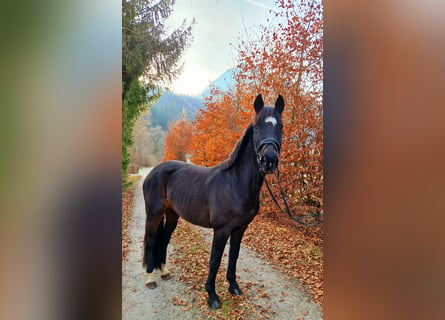 Irish sport horse, Merrie, 13 Jaar, 156 cm, Donkerbruin