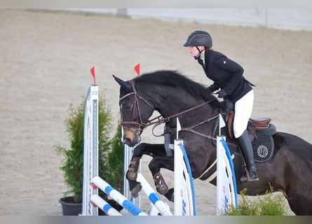 Irish sport horse, Merrie, 13 Jaar, 168 cm, Zwartbruin