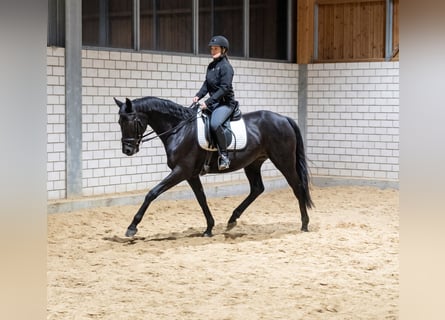 Irish sport horse, Merrie, 14 Jaar, 165 cm, Zwart