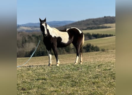 Irish sport horse Mix, Merrie, 15 Jaar, 152 cm, Gevlekt-paard