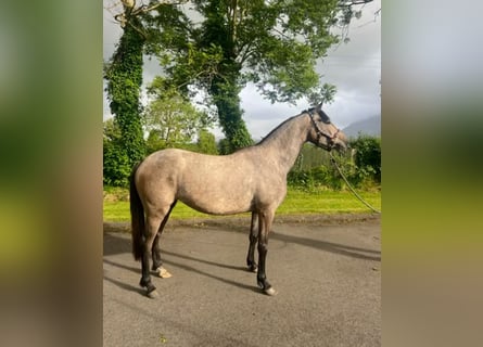 Irish sport horse, Merrie, 3 Jaar, 148 cm, Appelschimmel