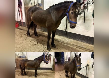 Irish sport horse, Merrie, 4 Jaar, 128 cm, Falbe