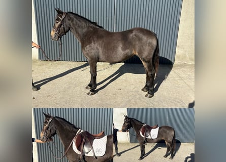 Irish sport horse, Merrie, 4 Jaar, 130 cm, Falbe