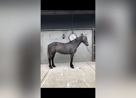Irish sport horse, Merrie, 4 Jaar, 155 cm, Zwartschimmel