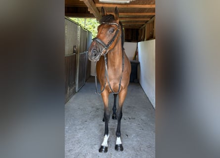 Irish sport horse, Merrie, 4 Jaar, 162 cm, Bruin