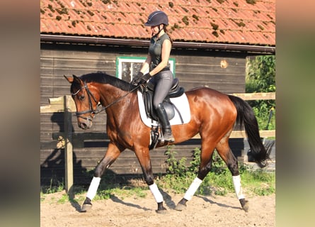 Irish sport horse Mix, Merrie, 4 Jaar, 162 cm