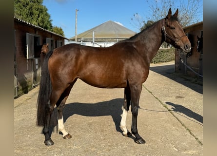 Irish Sport Horse, Stute, 4 Jahre, 166 cm, Brauner