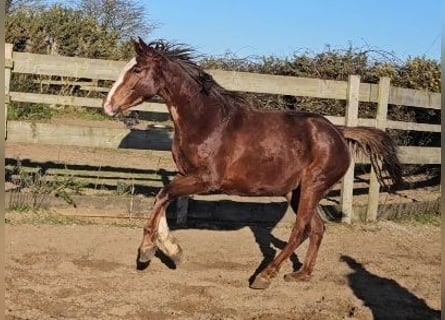Irish sport horse, Merrie, 4 Jaar, 167 cm, Donkere-vos