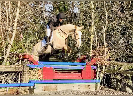 Irish sport horse, Merrie, 4 Jaar, 172 cm, Palomino
