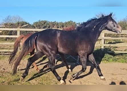 Irish sport horse, Merrie, 4 Jaar, 176 cm, Schimmel