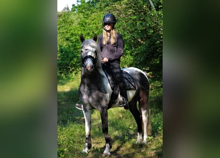 Irish sport horse Mix, Merrie, 5 Jaar, 133 cm