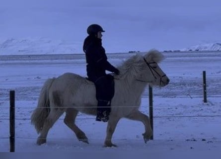 Irish sport horse, Merrie, 5 Jaar, 137 cm, Palomino