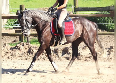 Irish sport horse, Merrie, 5 Jaar, 157 cm, Zwartschimmel