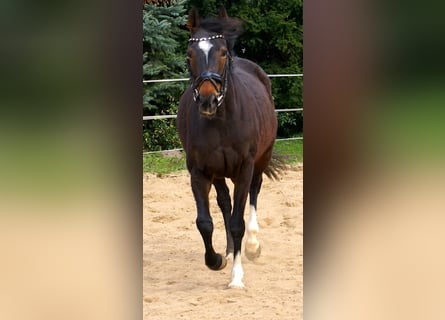 Irish sport horse, Merrie, 5 Jaar, 158 cm, Donkerbruin