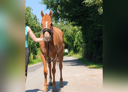 Irish sport horse, Merrie, 5 Jaar, 158 cm, Vos