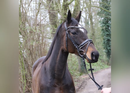 Irish sport horse, Merrie, 5 Jaar, 160 cm, Zwartbruin
