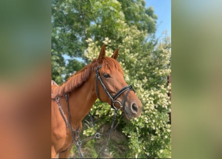 Irish sport horse, Merrie, 5 Jaar, 163 cm, Vos