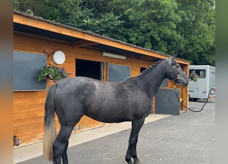Irish sport horse, Merrie, 5 Jaar, 166 cm, Schimmel
