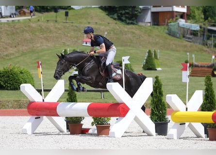 Irish sport horse, Merrie, 5 Jaar, 167 cm, Zwart
