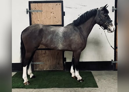 Irish sport horse, Merrie, 6 Jaar, 152 cm, Roan-Bay