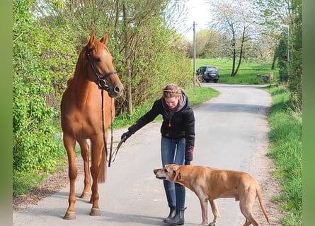 Irish sport horse, Merrie, 6 Jaar, 160 cm, Vos
