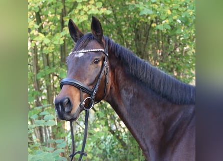 Irish sport horse, Merrie, 6 Jaar, 160 cm, Zwartbruin