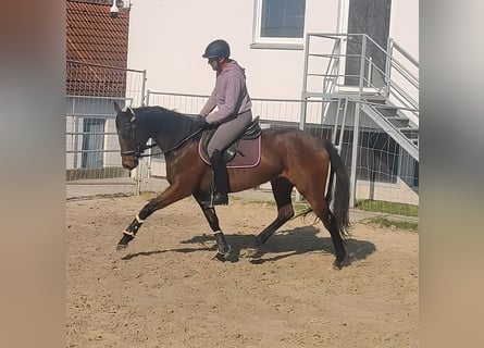 Irish sport horse, Merrie, 6 Jaar, 165 cm, Brauner