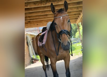Irish sport horse, Merrie, 6 Jaar, 166 cm, Bruin