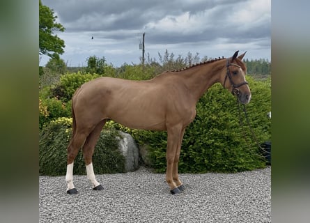 Irish sport horse, Merrie, 6 Jaar, 167 cm, Roan-Red