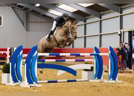 Irish sport horse, Merrie, 6 Jaar, 169 cm, Vos