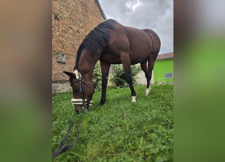 Irish sport horse, Merrie, 7 Jaar, 160 cm, Lichtbruin